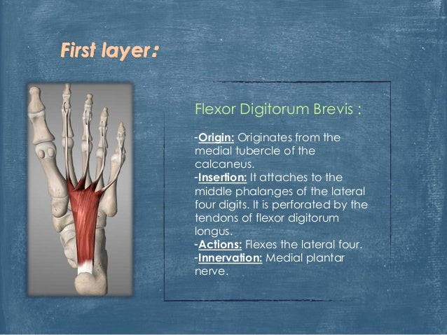 Anatomy of the foot Anatomy of the foot