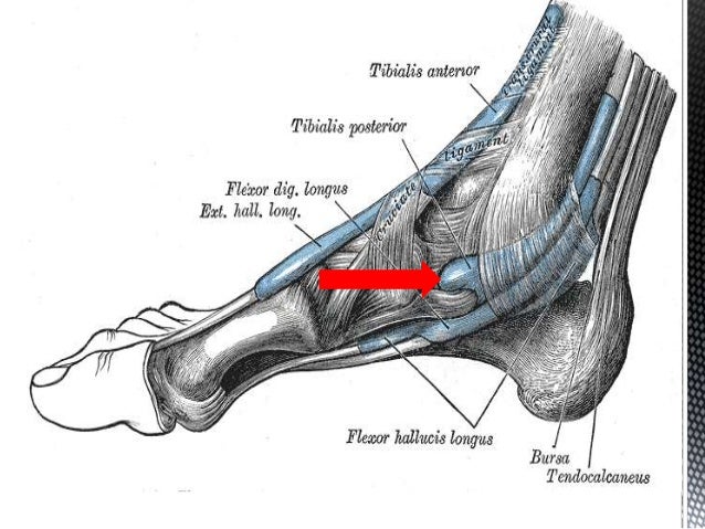 Anatomy of the foot