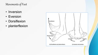 The foot applied anatomy & arches | PPT