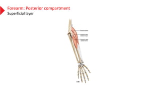 Forearm: Posterior compartment
Superficial layer
 