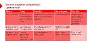 Forearm: Posterior compartment
Superficial layer
 