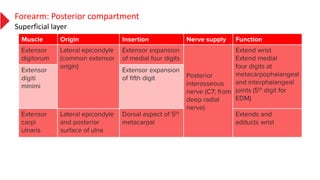 Forearm: Posterior compartment
Superficial layer
 