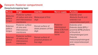 Forearm: Posterior compartment
Deep/outcropping layer
 