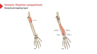 Forearm: Posterior compartment
Deep/outcropping layer
 