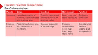 Forearm: Posterior compartment
Deep/outcropping layer
 