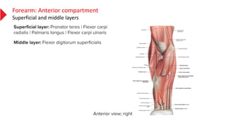 Forearm: Anterior compartment
Superficial and middle layers
 