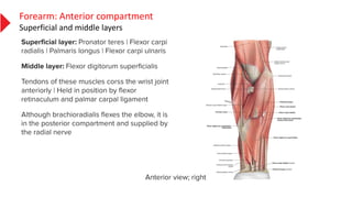 Forearm: Anterior compartment
Superficial and middle layers
 