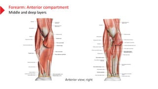 Forearm: Anterior compartment
Middle and deep layers
 