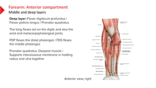Forearm: Anterior compartment
Middle and deep layers
 