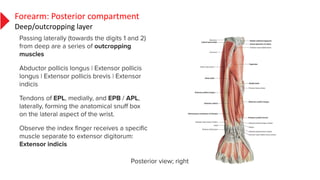 Forearm: Posterior compartment
Deep/outcropping layer
 