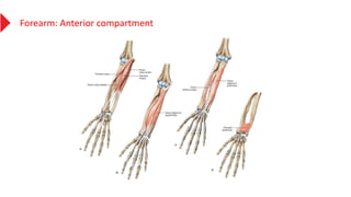 Forearm: Anterior compartment
 