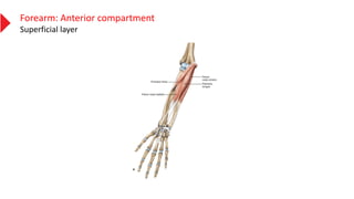 Forearm: Anterior compartment
Superficial layer
 
