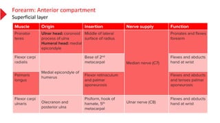 Forearm: Anterior compartment
Superficial layer
 