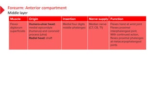 Forearm: Anterior compartment
Middle layer
 