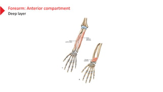 Forearm: Anterior compartment
Deep layer
 