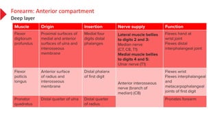 Forearm: Anterior compartment
Deep layer
 