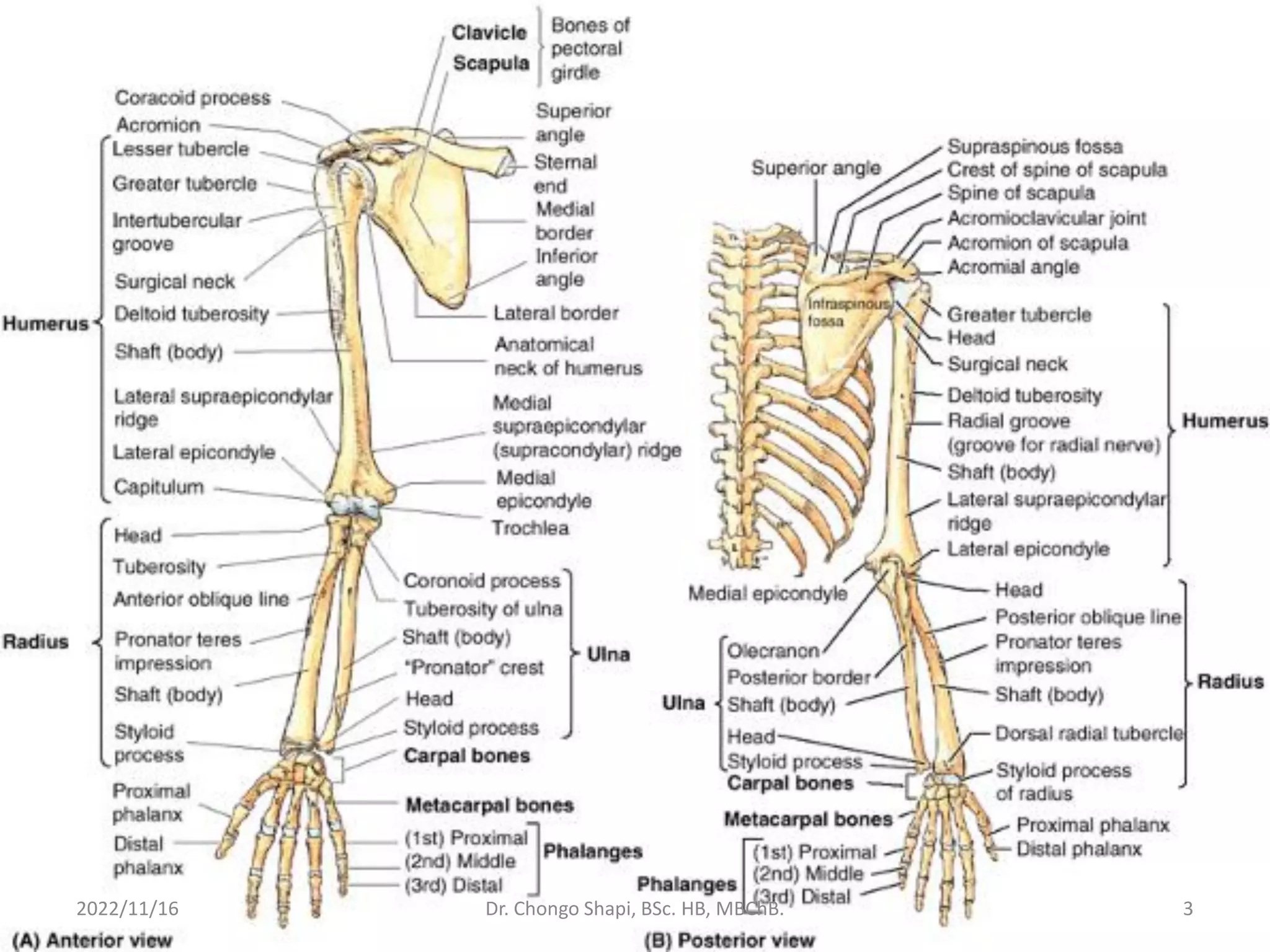 Inner Forearm Layout.pdf The Forearm by Dr. Shapi.pdf