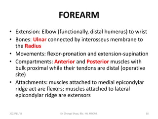 FOREARM
• Extension: Elbow (functionally, distal humerus) to wrist
• Bones: Ulnar connected by interosseus membrane to
the Radius
• Movements: flexor-pronation and extension-supination
• Compartments: Anterior and Posterior muscles with
bulk proximal while their tendons are distal (operative
site)
• Attachments: muscles attached to medial epicondylar
ridge act are flexors; muscles attached to lateral
epicondylar ridge are extensors
2022/11/16 Dr. Chongo Shapi, BSc. HB, MBChB. 10
 