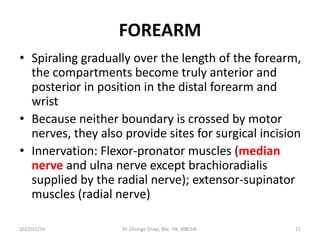FOREARM
• Spiraling gradually over the length of the forearm,
the compartments become truly anterior and
posterior in position in the distal forearm and
wrist
• Because neither boundary is crossed by motor
nerves, they also provide sites for surgical incision
• Innervation: Flexor-pronator muscles (median
nerve and ulna nerve except brachioradialis
supplied by the radial nerve); extensor-supinator
muscles (radial nerve)
2022/11/16 Dr. Chongo Shapi, BSc. HB, MBChB. 11
 