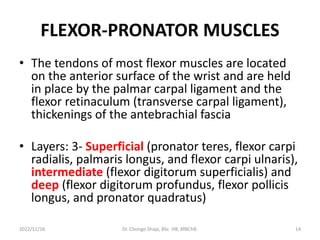 FLEXOR-PRONATOR MUSCLES
• The tendons of most flexor muscles are located
on the anterior surface of the wrist and are held
in place by the palmar carpal ligament and the
flexor retinaculum (transverse carpal ligament),
thickenings of the antebrachial fascia
• Layers: 3- Superficial (pronator teres, flexor carpi
radialis, palmaris longus, and flexor carpi ulnaris),
intermediate (flexor digitorum superficialis) and
deep (flexor digitorum profundus, flexor pollicis
longus, and pronator quadratus)
2022/11/16 Dr. Chongo Shapi, BSc. HB, MBChB. 14
 