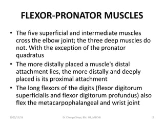 FLEXOR-PRONATOR MUSCLES
• The five superficial and intermediate muscles
cross the elbow joint; the three deep muscles do
not. With the exception of the pronator
quadratus
• The more distally placed a muscle's distal
attachment lies, the more distally and deeply
placed is its proximal attachment
• The long flexors of the digits (flexor digitorum
superficialis and flexor digitorum profundus) also
flex the metacarpophalangeal and wrist joint
2022/11/16 Dr. Chongo Shapi, BSc. HB, MBChB. 15
 