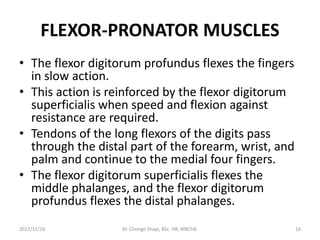 FLEXOR-PRONATOR MUSCLES
• The flexor digitorum profundus flexes the fingers
in slow action.
• This action is reinforced by the flexor digitorum
superficialis when speed and flexion against
resistance are required.
• Tendons of the long flexors of the digits pass
through the distal part of the forearm, wrist, and
palm and continue to the medial four fingers.
• The flexor digitorum superficialis flexes the
middle phalanges, and the flexor digitorum
profundus flexes the distal phalanges.
2022/11/16 Dr. Chongo Shapi, BSc. HB, MBChB. 16
 