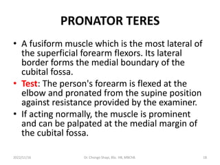 PRONATOR TERES
• A fusiform muscle which is the most lateral of
the superficial forearm flexors. Its lateral
border forms the medial boundary of the
cubital fossa.
• Test: The person's forearm is flexed at the
elbow and pronated from the supine position
against resistance provided by the examiner.
• If acting normally, the muscle is prominent
and can be palpated at the medial margin of
the cubital fossa.
2022/11/16 Dr. Chongo Shapi, BSc. HB, MBChB. 18
 
