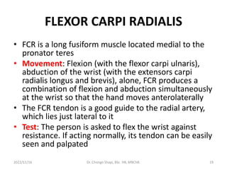 FLEXOR CARPI RADIALIS
• FCR is a long fusiform muscle located medial to the
pronator teres
• Movement: Flexion (with the flexor carpi ulnaris),
abduction of the wrist (with the extensors carpi
radialis longus and brevis), alone, FCR produces a
combination of flexion and abduction simultaneously
at the wrist so that the hand moves anterolaterally
• The FCR tendon is a good guide to the radial artery,
which lies just lateral to it
• Test: The person is asked to flex the wrist against
resistance. If acting normally, its tendon can be easily
seen and palpated
2022/11/16 Dr. Chongo Shapi, BSc. HB, MBChB. 19
 