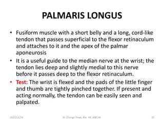 PALMARIS LONGUS
• Fusiform muscle with a short belly and a long, cord-like
tendon that passes superficial to the flexor retinaculum
and attaches to it and the apex of the palmar
aponeurosis
• It is a useful guide to the median nerve at the wrist; the
tendon lies deep and slightly medial to this nerve
before it passes deep to the flexor retinaculum.
• Test: The wrist is flexed and the pads of the little finger
and thumb are tightly pinched together. If present and
acting normally, the tendon can be easily seen and
palpated.
2022/11/16 Dr. Chongo Shapi, BSc. HB, MBChB. 20
 