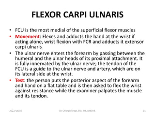 FLEXOR CARPI ULNARIS
• FCU is the most medial of the superficial flexor muscles
• Movement: Flexes and adducts the hand at the wrist if
acting alone, wrist flexion with FCR and adducts it extensor
carpi ulnaris
• The ulnar nerve enters the forearm by passing between the
humeral and the ulnar heads of its proximal attachment. It
is fully innervated by the ulnar nerve; the tendon of the
FCU is a guide to the ulnar nerve and artery, which are on
its lateral side at the wrist.
• Test: the person puts the posterior aspect of the forearm
and hand on a flat table and is then asked to flex the wrist
against resistance while the examiner palpates the muscle
and its tendon.
2022/11/16 Dr. Chongo Shapi, BSc. HB, MBChB. 21
 