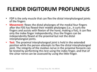 FLEXOR DIGITORUM PROFUNDUS
• FDP is the only muscle that can flex the distal interphalangeal joints
of the fingers
• Movement: flexes the distal phalanges of the medial four fingers
after the FDS has flexed their middle phalanges (i.e., it curls the
fingers and assists with flexion of the hand, making a fist), it can flex
only the index finger independently; thus the fingers can be
independently flexed at the proximal but not the distal
interphalangeal joints.
• Test: The proximal interphalangeal joint is held in the extended
position while the person attempts to flex the distal interphalangeal
joint. The integrity of the median nerve in the proximal forearm can
be tested by performing this test using the index finger, and that of
the ulnar nerve can be assessed by using the little finger.
2022/11/16 Dr. Chongo Shapi, BSc. HB, MBChB. 23
 
