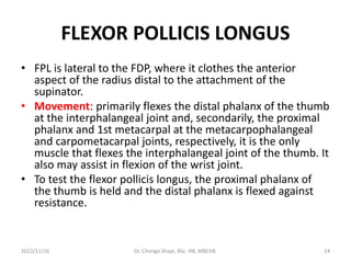 FLEXOR POLLICIS LONGUS
• FPL is lateral to the FDP, where it clothes the anterior
aspect of the radius distal to the attachment of the
supinator.
• Movement: primarily flexes the distal phalanx of the thumb
at the interphalangeal joint and, secondarily, the proximal
phalanx and 1st metacarpal at the metacarpophalangeal
and carpometacarpal joints, respectively, it is the only
muscle that flexes the interphalangeal joint of the thumb. It
also may assist in flexion of the wrist joint.
• To test the flexor pollicis longus, the proximal phalanx of
the thumb is held and the distal phalanx is flexed against
resistance.
2022/11/16 Dr. Chongo Shapi, BSc. HB, MBChB. 24
 