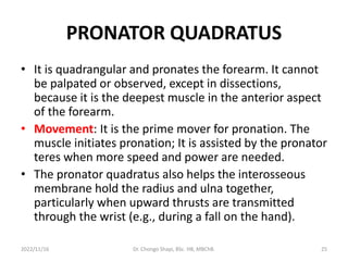PRONATOR QUADRATUS
• It is quadrangular and pronates the forearm. It cannot
be palpated or observed, except in dissections,
because it is the deepest muscle in the anterior aspect
of the forearm.
• Movement: It is the prime mover for pronation. The
muscle initiates pronation; It is assisted by the pronator
teres when more speed and power are needed.
• The pronator quadratus also helps the interosseous
membrane hold the radius and ulna together,
particularly when upward thrusts are transmitted
through the wrist (e.g., during a fall on the hand).
2022/11/16 Dr. Chongo Shapi, BSc. HB, MBChB. 25
 
