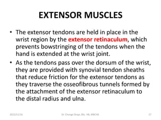 EXTENSOR MUSCLES
• The extensor tendons are held in place in the
wrist region by the extensor retinaculum, which
prevents bowstringing of the tendons when the
hand is extended at the wrist joint.
• As the tendons pass over the dorsum of the wrist,
they are provided with synovial tendon sheaths
that reduce friction for the extensor tendons as
they traverse the osseofibrous tunnels formed by
the attachment of the extensor retinaculum to
the distal radius and ulna.
2022/11/16 Dr. Chongo Shapi, BSc. HB, MBChB. 27
 