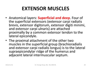 EXTENSOR MUSCLES
• Anatomical layers: Superficial and deep. Four of
the superficial extensors (extensor carpi radialis
brevis, extensor digitorum, extensor digiti minimi,
and extensor carpi ulnaris) are attached
proximally by a common extensor tendon to the
lateral epicondyle.
• The proximal attachment of the other two
muscles in the superficial group (brachioradialis
and extensor carpi radialis longus) is to the lateral
supraepicondylar ridge of the humerus and
adjacent lateral intermuscular septum.
2022/11/16 Dr. Chongo Shapi, BSc. HB, MBChB. 28
 