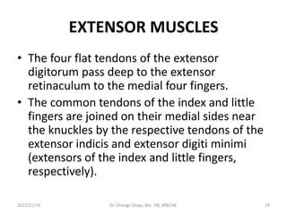 EXTENSOR MUSCLES
• The four flat tendons of the extensor
digitorum pass deep to the extensor
retinaculum to the medial four fingers.
• The common tendons of the index and little
fingers are joined on their medial sides near
the knuckles by the respective tendons of the
extensor indicis and extensor digiti minimi
(extensors of the index and little fingers,
respectively).
2022/11/16 Dr. Chongo Shapi, BSc. HB, MBChB. 29
 