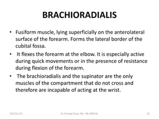 BRACHIORADIALIS
• Fusiform muscle, lying superficially on the anterolateral
surface of the forearm. Forms the lateral border of the
cubital fossa.
• It flexes the forearm at the elbow. It is especially active
during quick movements or in the presence of resistance
during flexion of the forearm.
• The brachioradialis and the supinator are the only
muscles of the compartment that do not cross and
therefore are incapable of acting at the wrist.
2022/11/16 Dr. Chongo Shapi, BSc. HB, MBChB. 32
 