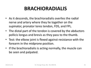 BRACHIORADIALIS
• As it descends, the brachioradialis overlies the radial
nerve and artery where they lie together on the
supinator, pronator teres tendon, FDS, and FPL.
• The distal part of the tendon is covered by the abductors
pollicis longus and brevis as they pass to the thumb.
• Test: the elbow joint is flexed against resistance with the
forearm in the midprone position.
• If the brachioradialis is acting normally, the muscle can
be seen and palpated.
2022/11/16 Dr. Chongo Shapi, BSc. HB, MBChB. 33
 