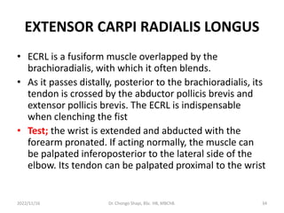 EXTENSOR CARPI RADIALIS LONGUS
• ECRL is a fusiform muscle overlapped by the
brachioradialis, with which it often blends.
• As it passes distally, posterior to the brachioradialis, its
tendon is crossed by the abductor pollicis brevis and
extensor pollicis brevis. The ECRL is indispensable
when clenching the fist
• Test; the wrist is extended and abducted with the
forearm pronated. If acting normally, the muscle can
be palpated inferoposterior to the lateral side of the
elbow. Its tendon can be palpated proximal to the wrist
2022/11/16 Dr. Chongo Shapi, BSc. HB, MBChB. 34
 