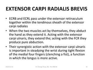 EXTENSOR CARPI RADIALIS BREVIS
• ECRB and ECRL pass under the extensor retinaculum
together within the tendinous sheath of the extensor
carpi radiales
• When the two muscles act by themselves, they abduct
the hand as they extend it. Acting with the extensor
carpi ulnaris, they extend the; acting with the FCR they
produce pure abduction.
• Their synergistic action with the extensor carpi ulnaris
is important in steadying the wrist during tight flexion
of the medial four fingers (clenching a fist), a function
in which the longus is more active.
2022/11/16 Dr. Chongo Shapi, BSc. HB, MBChB. 35
 