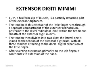 EXTENSOR DIGITI MINIMI
• EDM, a fusiform slip of muscle, is a partially detached part
of the extensor digitorum.
• The tendon of this extensor of the little finger runs through
a separate compartment of the extensor retinaculum,
posterior to the distal radioulnar joint, within the tendinous
sheath of the extensor digiti minimi.
• The tendon then divides into two slips; the lateral one is
joined to the tendon of the extensor digitorum, with all
three tendons attaching to the dorsal digital expansion of
the little finger.
• After exerting its traction primarily on the 5th finger, it
contributes to extension of the hand.
2022/11/16 Dr. Chongo Shapi, BSc. HB, MBChB. 37
 