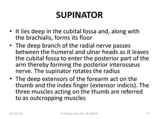 SUPINATOR
• It lies deep in the cubital fossa and, along with
the brachialis, forms its floor
• The deep branch of the radial nerve passes
between the humeral and ulnar heads as it leaves
the cubital fossa to enter the posterior part of the
arm thereby forming the posterior interosseus
nerve. The supinator rotates the radius
• The deep extensors of the forearm act on the
thumb and the index finger (extensor indicis). The
three muscles acting on the thumb are referred
to as outcropping muscles
2022/11/16 Dr. Chongo Shapi, BSc. HB, MBChB. 39
 