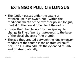 EXTENSOR POLLICIS LONGUS
• The tendon passes under the extensor
retinaculum in its own tunnel, within the
tendinous sheath of the extensor pollicis longus,
medial to the dorsal tubercle of the radius.
• It uses the tubercle as a trochlea (pulley) to
change its line of pull as it proceeds to the base
of the distal phalanx of the thumb.
• The gap thus created between the long extensor
tendons of the thumb is the anatomical snuff
box. The EPL also adducts the extended thumb
and rotates it laterally.
2022/11/16 Dr. Chongo Shapi, BSc. HB, MBChB. 42
 