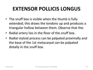 EXTENSOR POLLICIS LONGUS
• The snuff box is visible when the thumb is fully
extended; this draws the tendons up and produces a
triangular hollow between them. Observe that the:
• Radial artery lies in the floor of the snuff box.
• Radial styloid process can be palpated proximally and
the base of the 1st metacarpal can be palpated
distally in the snuff box.
2022/11/16 Dr. Chongo Shapi, BSc. HB, MBChB. 44
 
