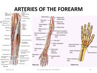 ARTERIES OF THE FOREARM
2022/11/16 Dr. Chongo Shapi, BSc. HB, MBChB. 47
 