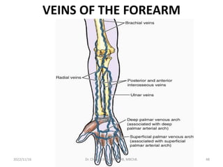 VEINS OF THE FOREARM
2022/11/16 Dr. Chongo Shapi, BSc. HB, MBChB. 48
 