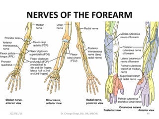 NERVES OF THE FOREARM
2022/11/16 Dr. Chongo Shapi, BSc. HB, MBChB. 49
 