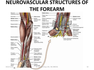 NEUROVASCULAR STRUCTURES OF
THE FOREARM
2022/11/16 Dr. Chongo Shapi, BSc. HB, MBChB. 50
 