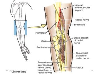 2022/11/16 Dr. Chongo Shapi, BSc. HB, MBChB. 54
 