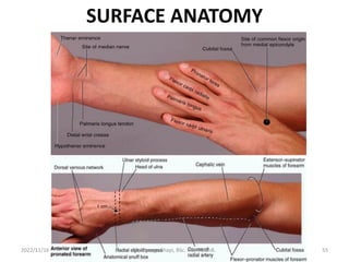 SURFACE ANATOMY
2022/11/16 Dr. Chongo Shapi, BSc. HB, MBChB. 55
 